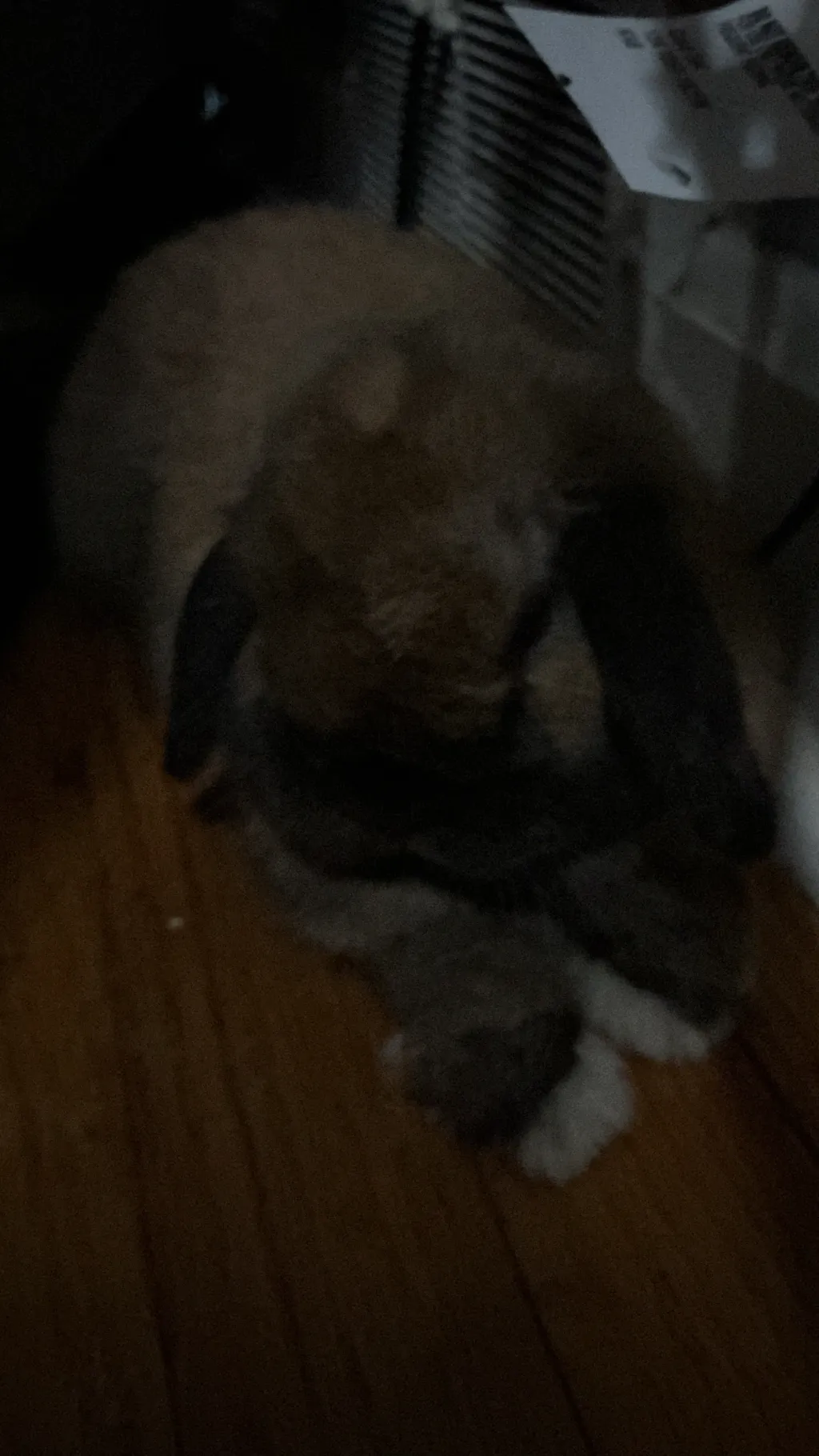 Talkie AI - Chat with Bunny/Theador