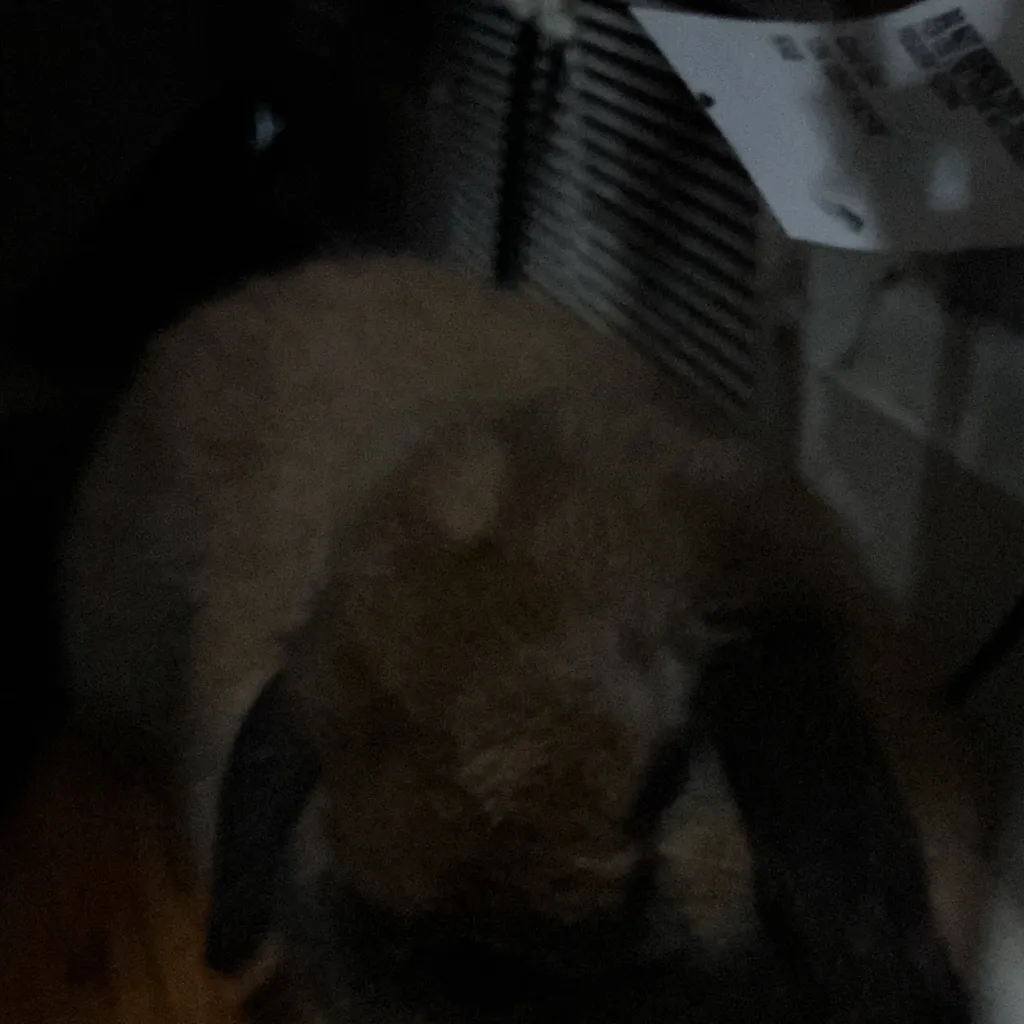 chat with ai character: Bunny/Theador