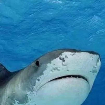 chat with ai character: tiburón tigre