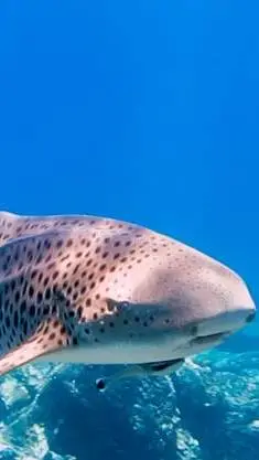 ai character: tiburón cebra background