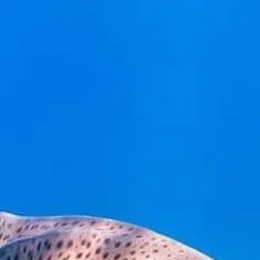 chat with ai character: tiburón cebra