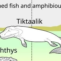chat with ai character:  Tiktaalik