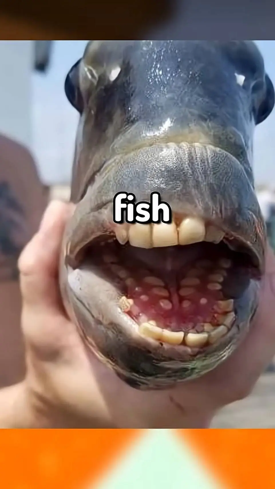 ai character: Drunk Frisk background