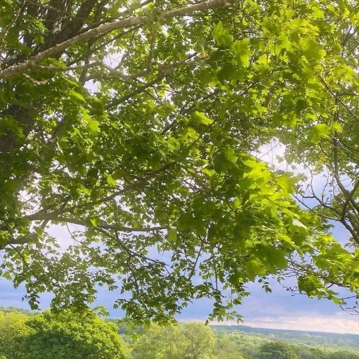 chat with ai character: Alan becker