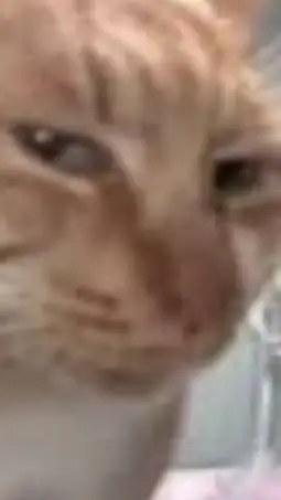 ai character: Dying Toons PVP background