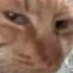 chat with ai character: Dying Toons PVP