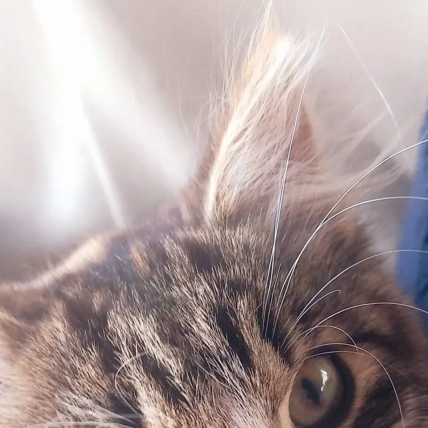 chat with ai character: mia