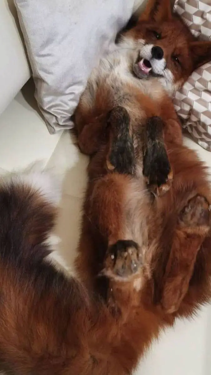 ai character: Vic background