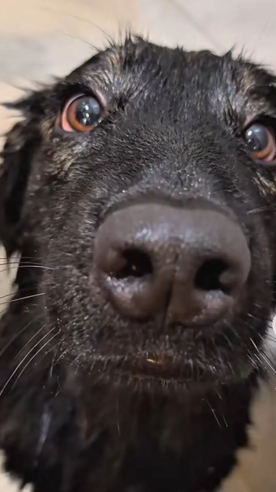 ai character: Cookie  background