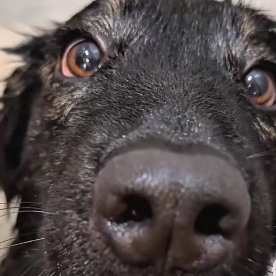 chat with ai character: Cookie 