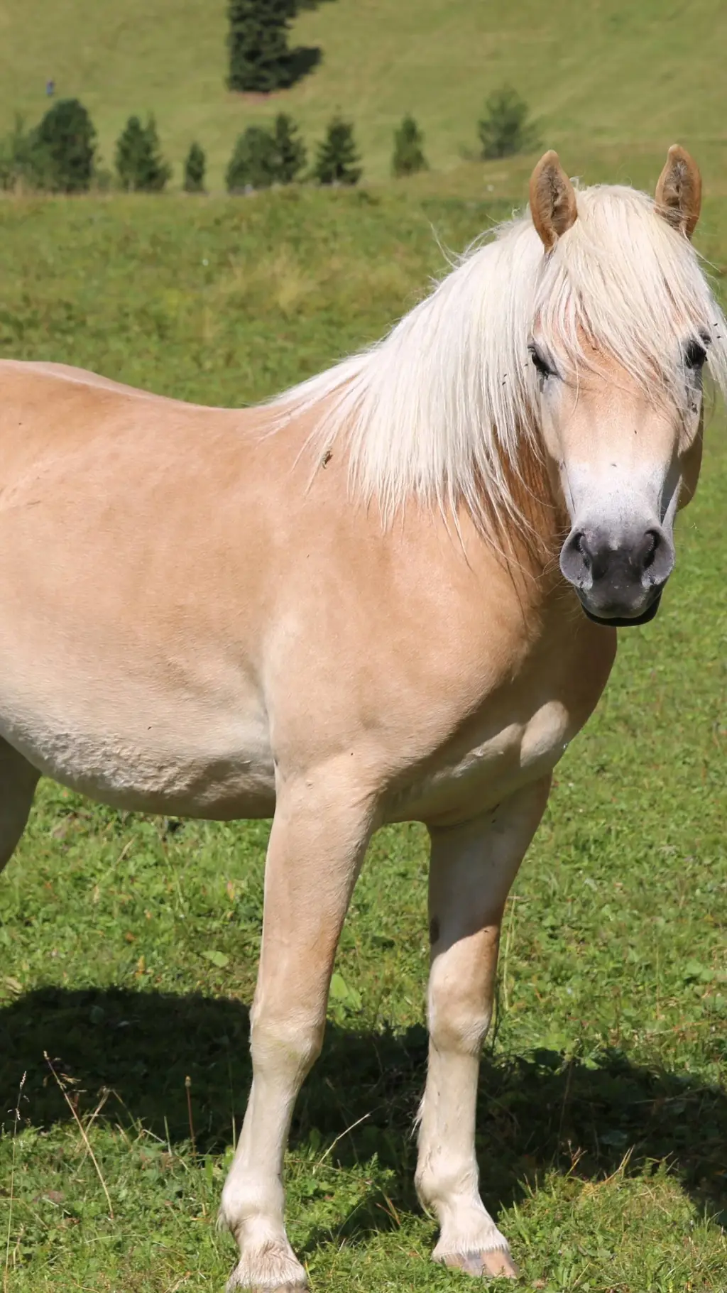 ai character: Rose-Horse background