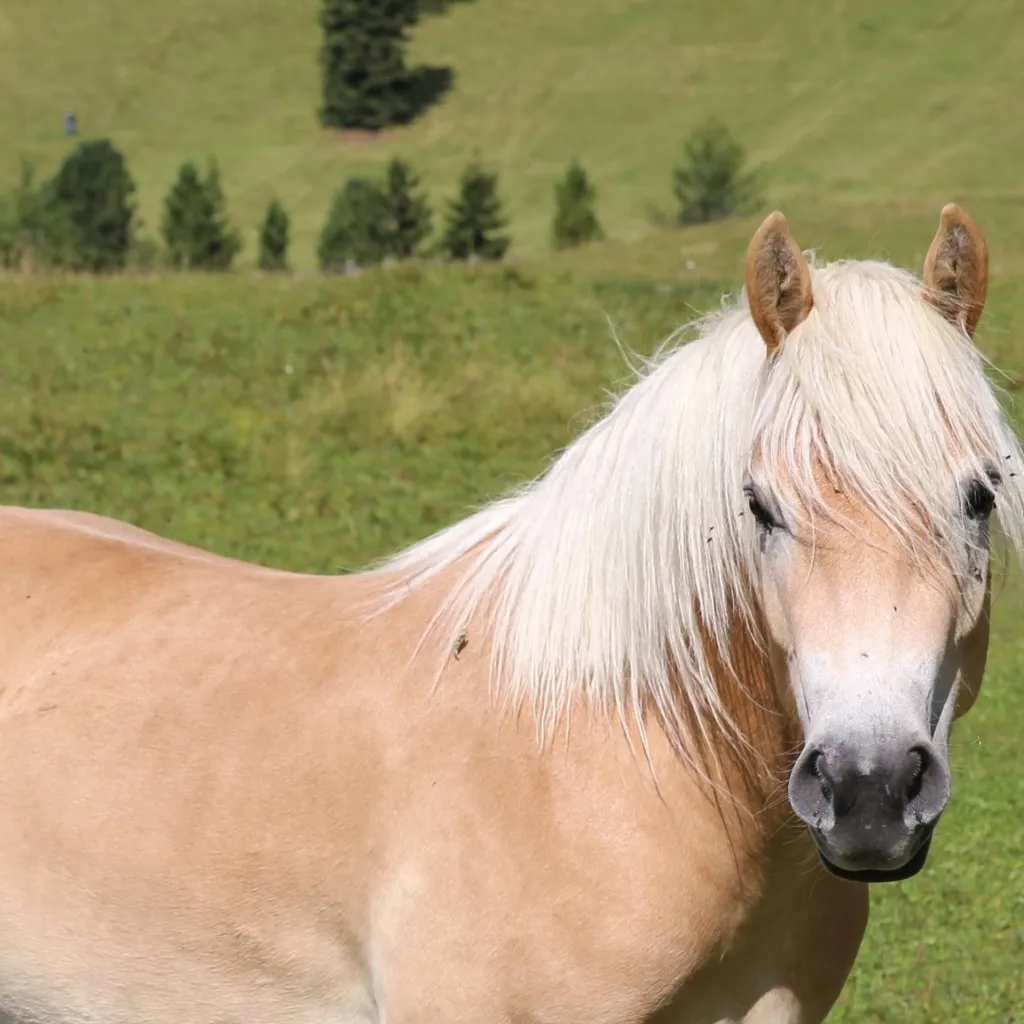 chat with ai character: Rose-Horse