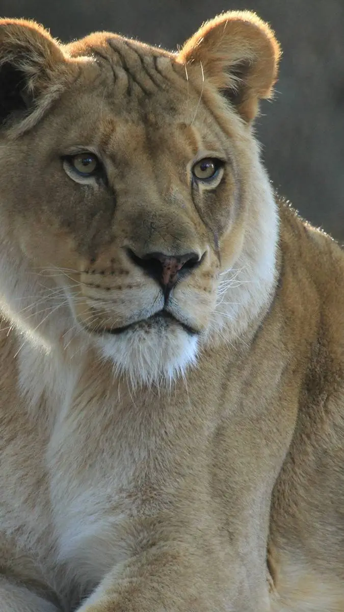 ai character: Lion - Valdine background