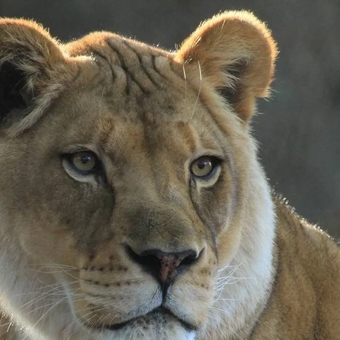 chat with ai character: Lion - Valdine