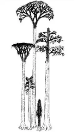 ai character: Lepidodendron Fam background