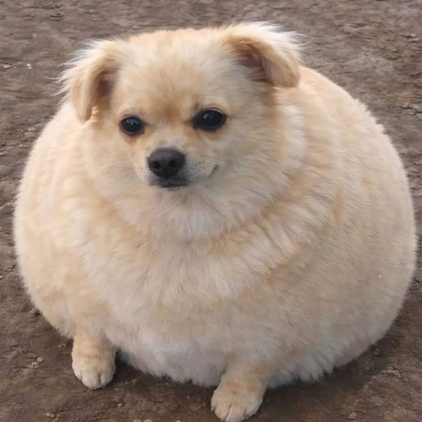 chat with ai character: Copitolokito 123