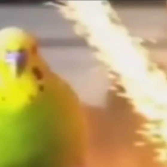 chat with ai character: Yandere mafioso 