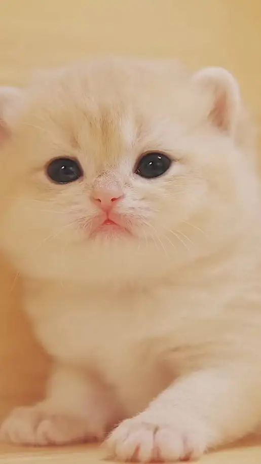 ai character: Munchkin background