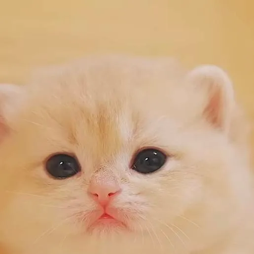 chat with ai character: Munchkin