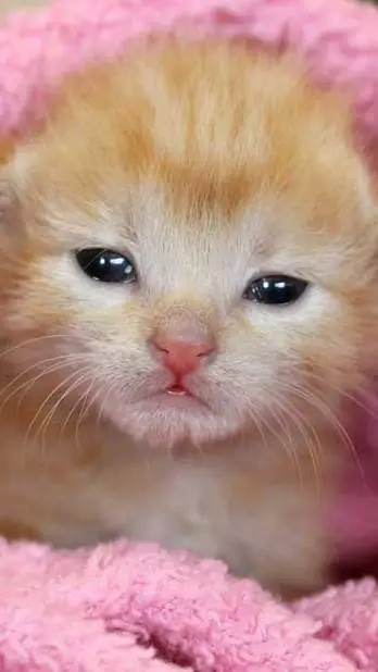 ai character: family! background