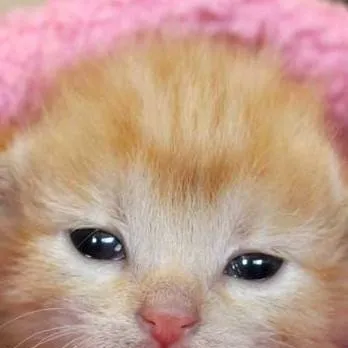 chat with ai character: family!