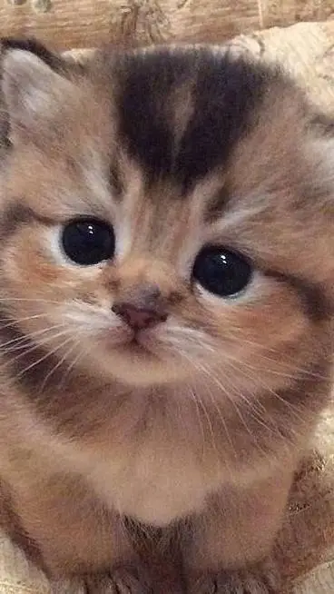 ai character: Lily background