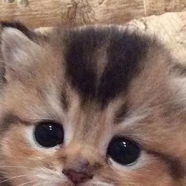 chat with ai character: Lily