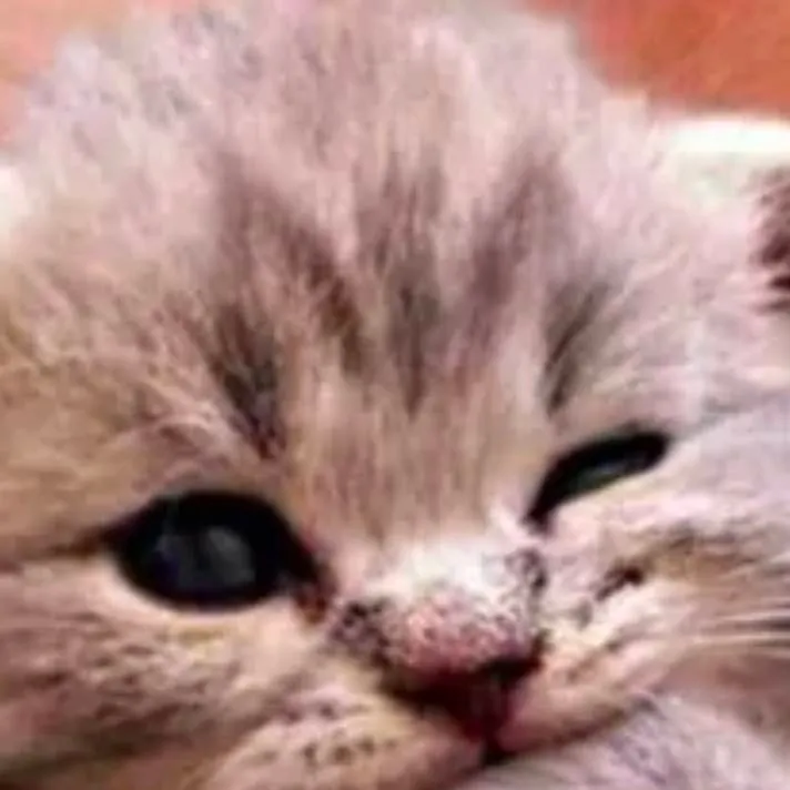 chat with ai character: tiny kitten