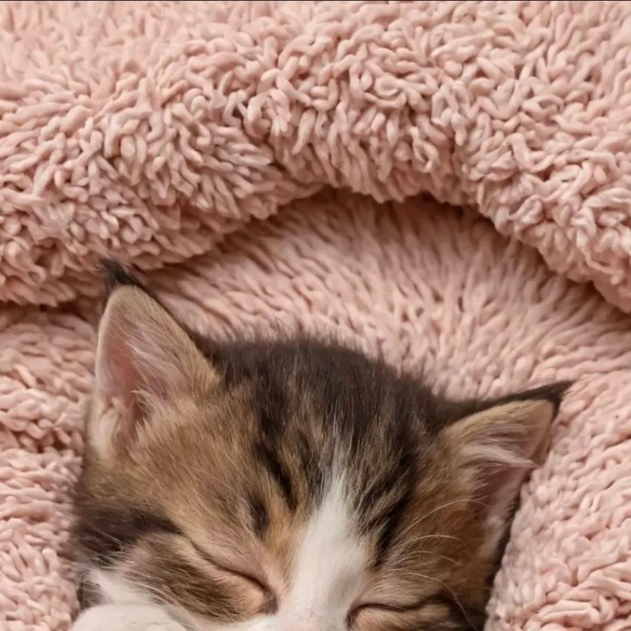 chat with ai character: little kitten