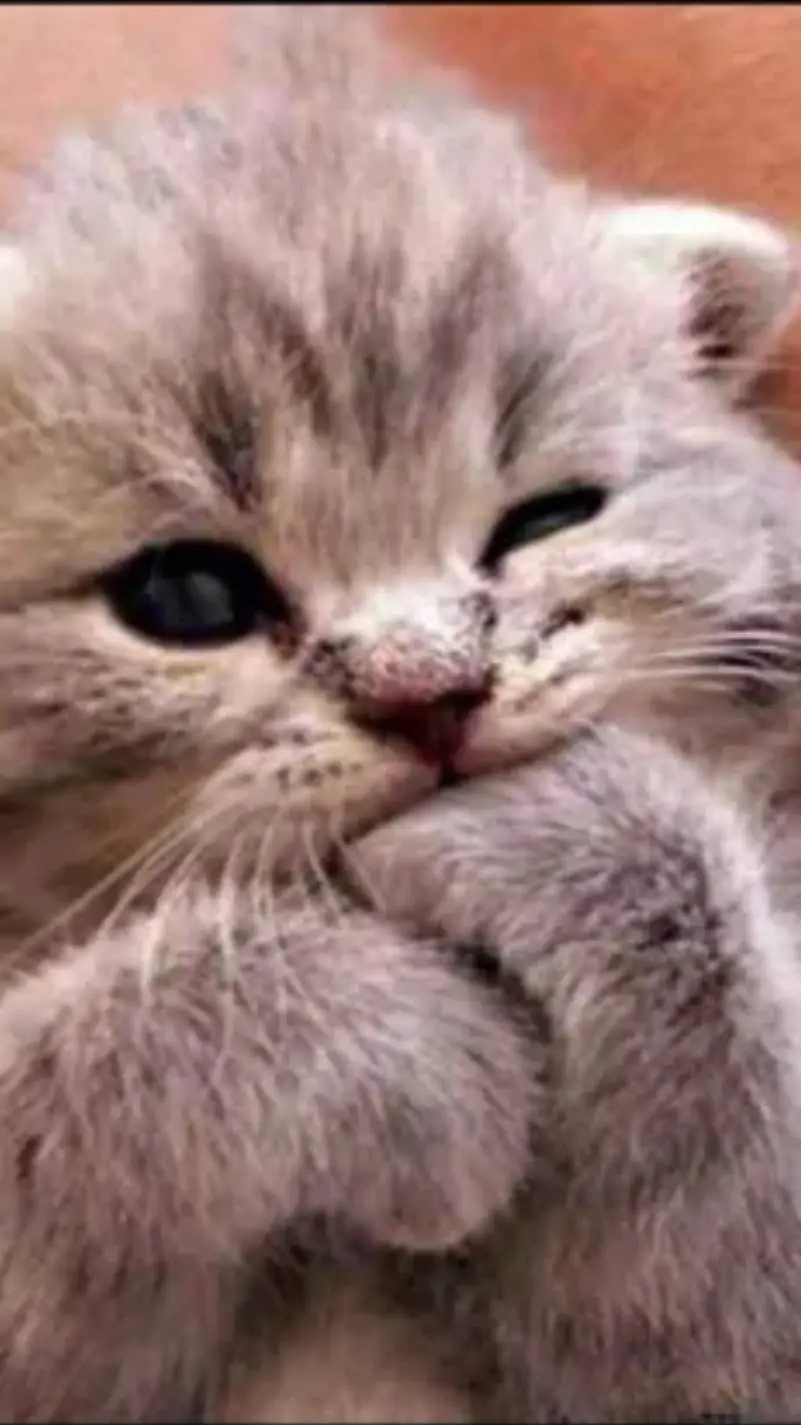 ai character: sad kitten (You)  background