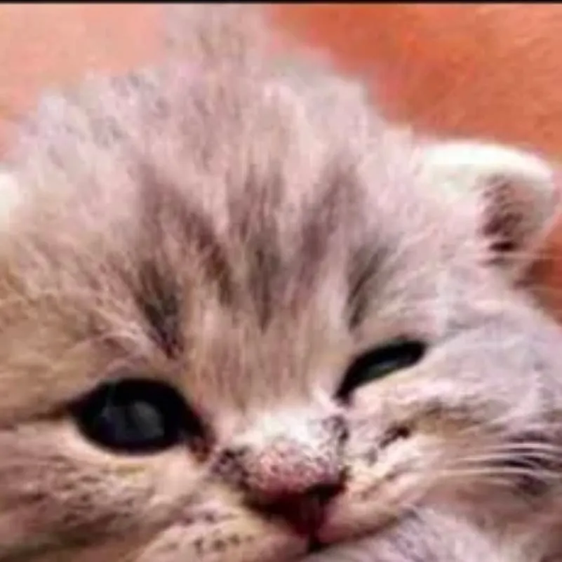 chat with ai character: sad kitten (You) 