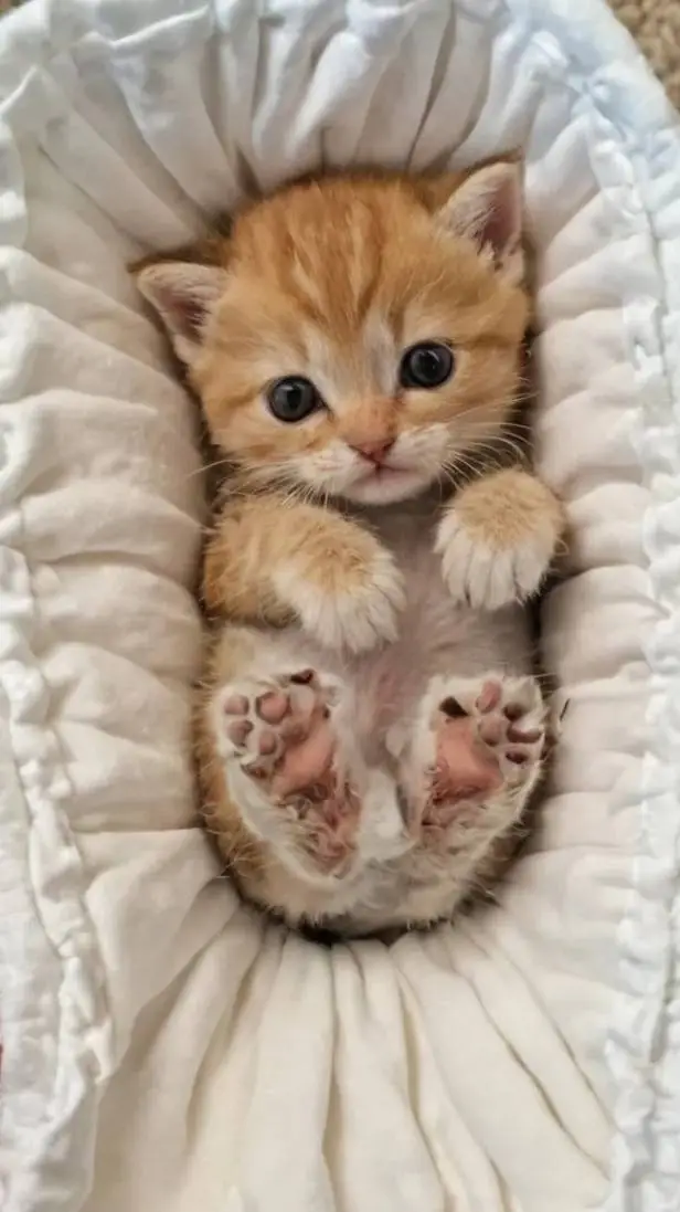 ai character: baby kitten background