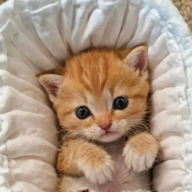 chat with ai character: baby kitten