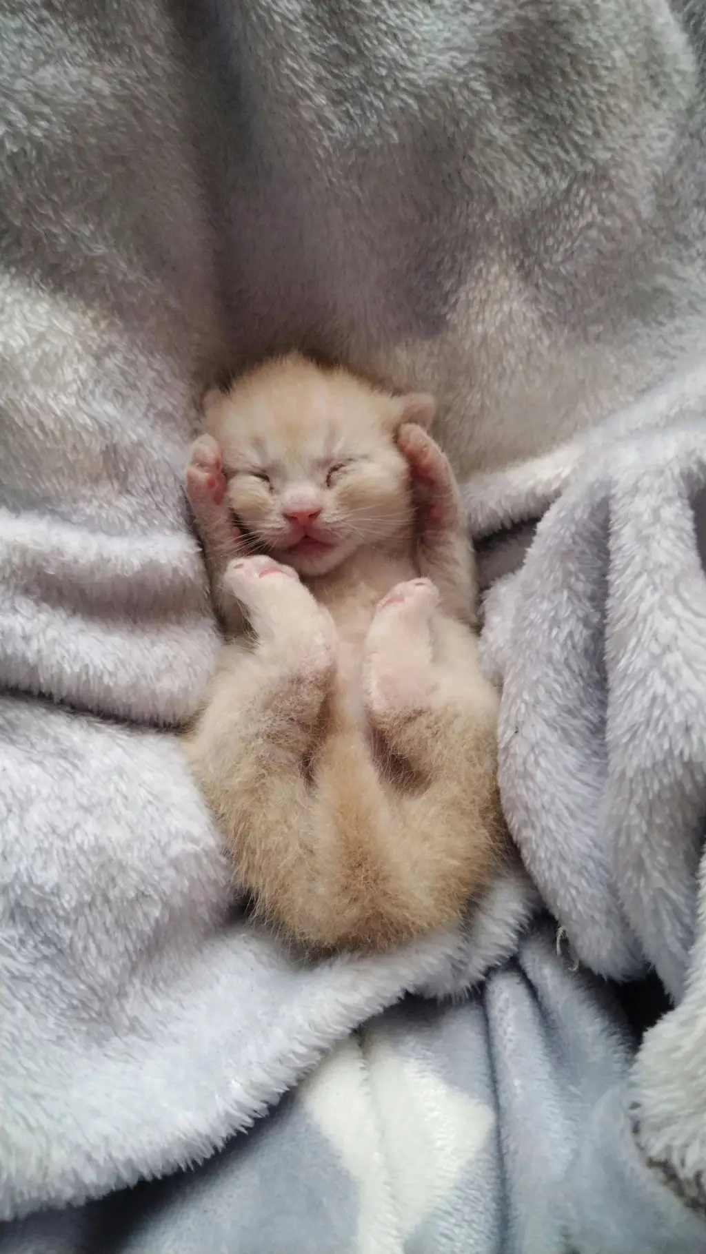 ai character: mean baby kitten background