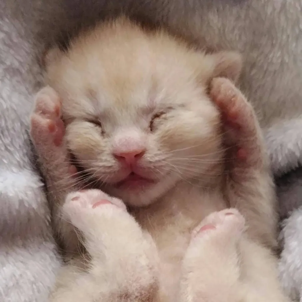 chat with ai character: mean baby kitten