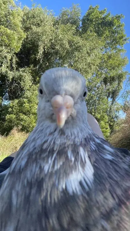 Talkie AI - Chat with Bob the pigeon
