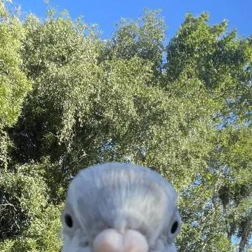 chat with ai character: Bob the pigeon