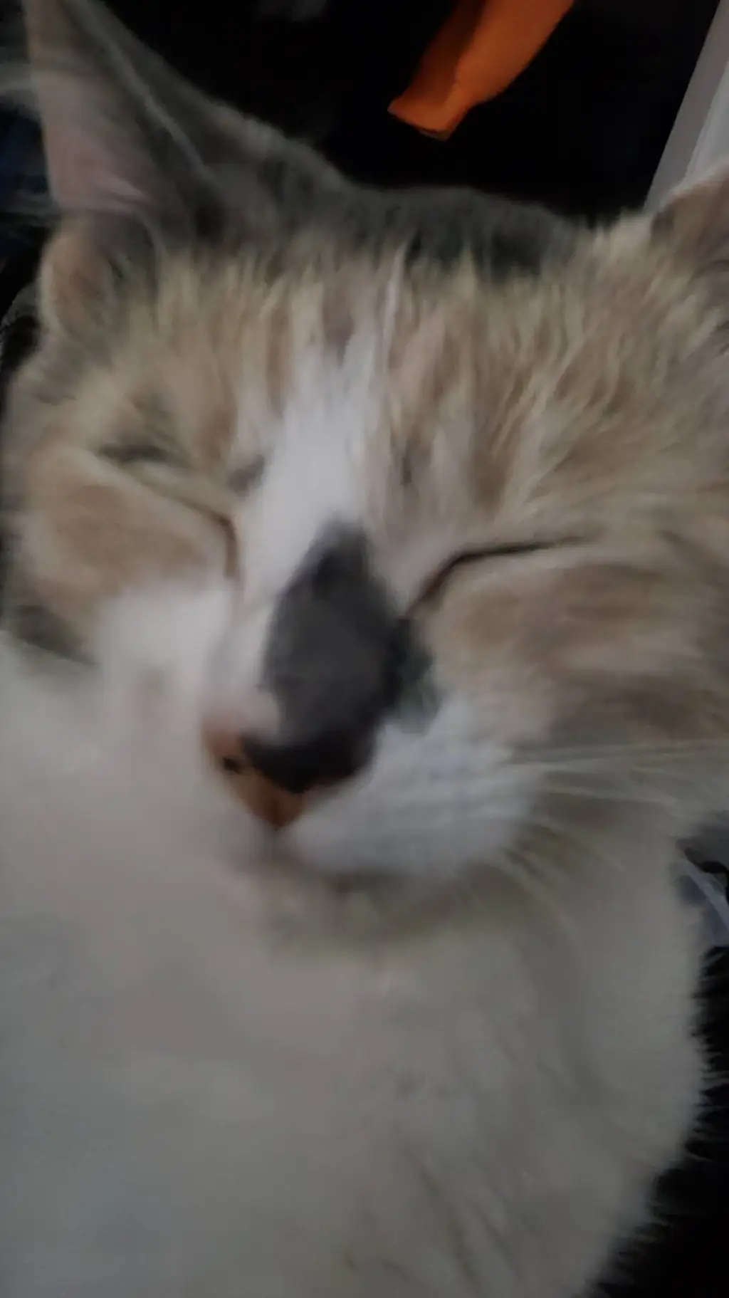 Talkie AI - Chat with %calvin%