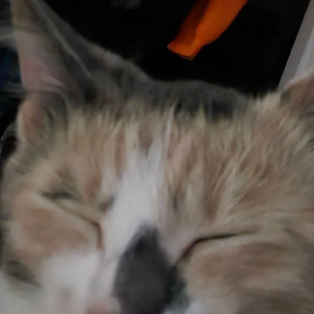 chat with ai character: %calvin%