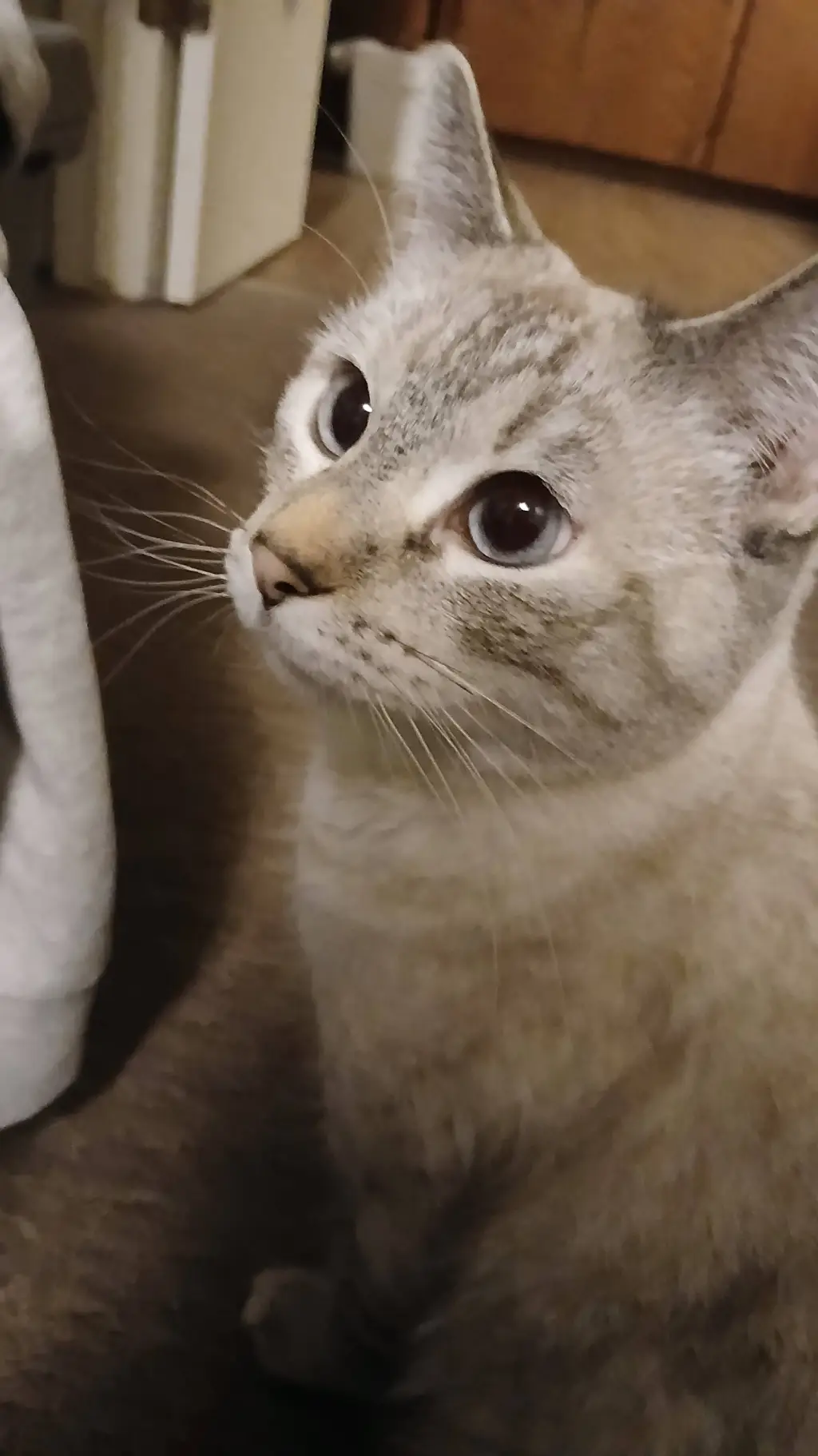 ai character: Princess (my cat) background