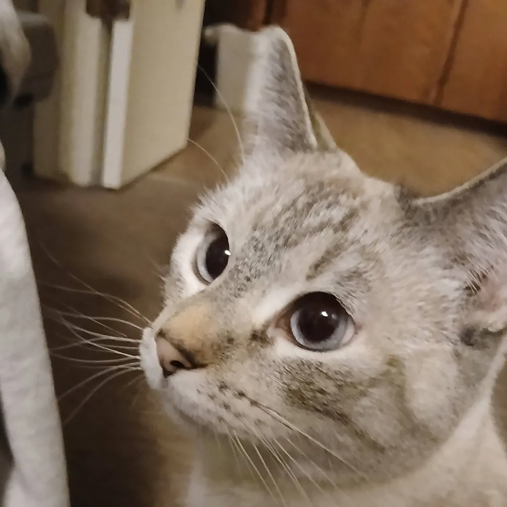 chat with ai character: Princess (my cat)