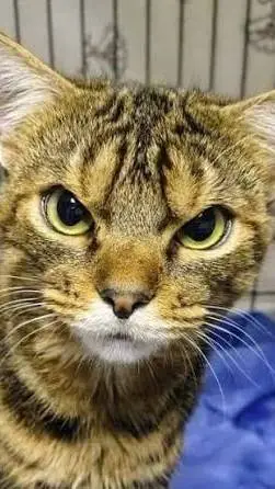 ai character: Larry background