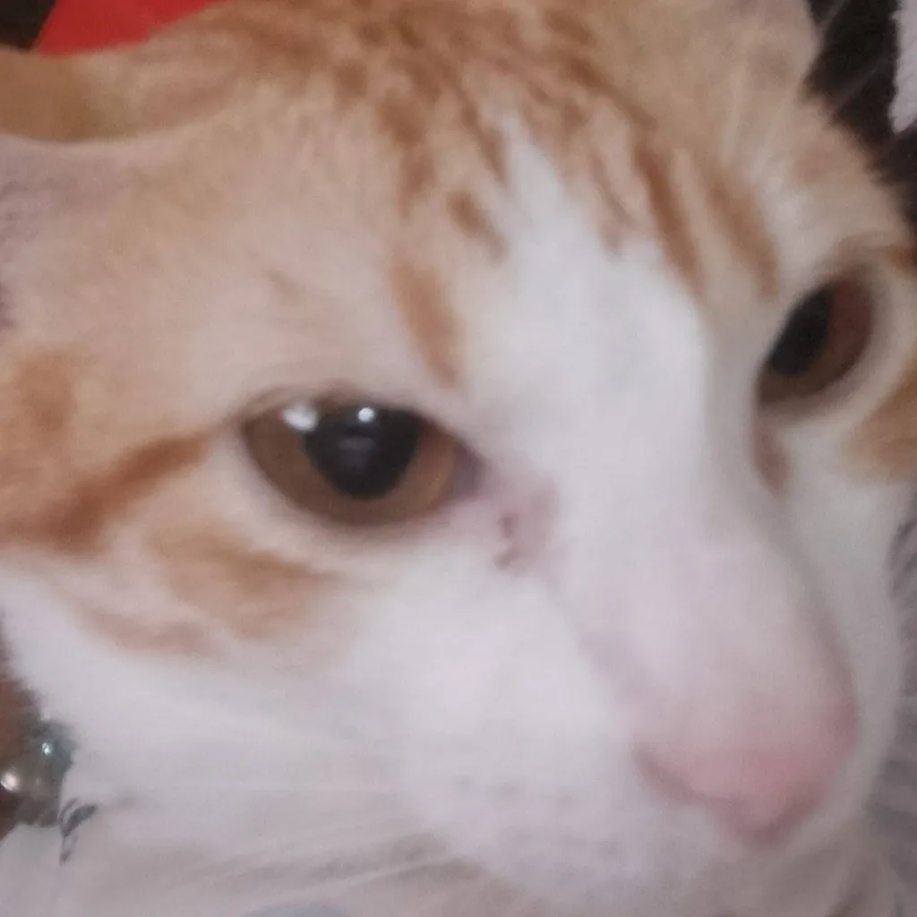 chat with ai character: Yuna the kitten