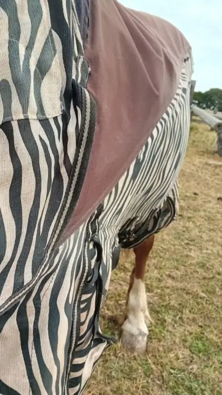 ai character: Chiron (PJO) background