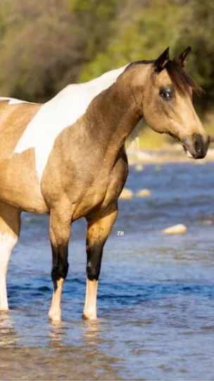 ai character: Destiny  background