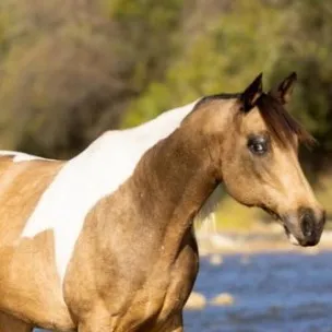 chat with ai character: Destiny 