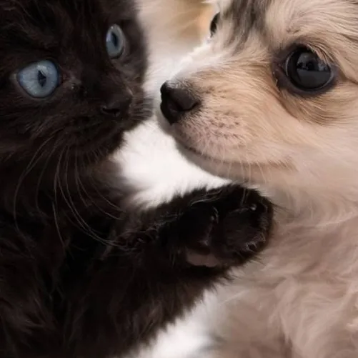 chat with ai character: Dog life