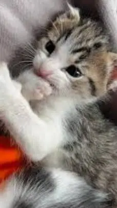 ai character: Nelly background