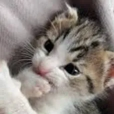 chat with ai character: Nelly