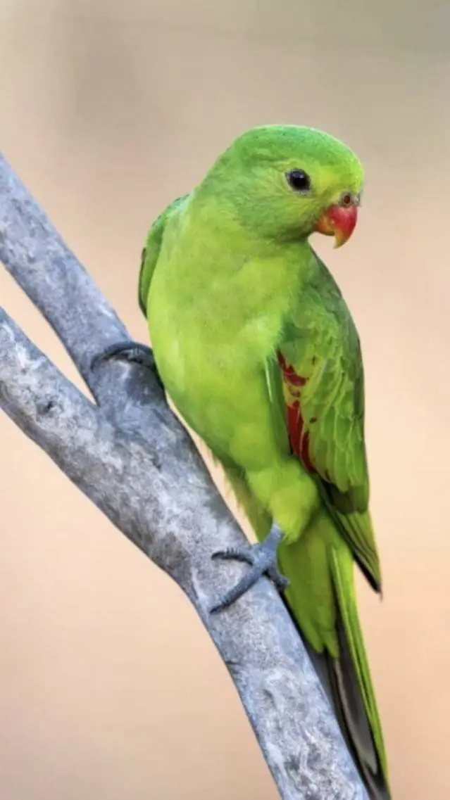 Talkie AI - Chat with ur pet parrot!